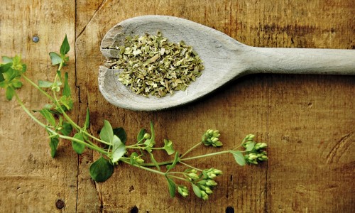 Oregano sprig with dried in a wooden spoon on a rustic wood table.