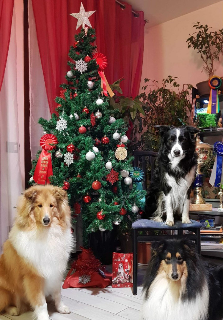 Regali di Natale per animali