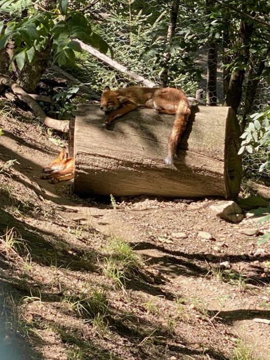 Parc Animalier d'Introd